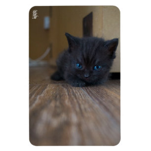 Íman Gatinho Preto