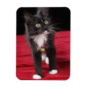 Íman Gatinho preto e branco de pelo curto, 2 meses e me