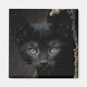 Íman Gatinho preto pequeno