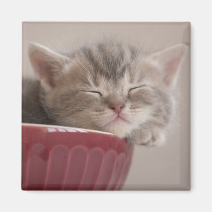 Íman Gatinho que dorme em uma bacia