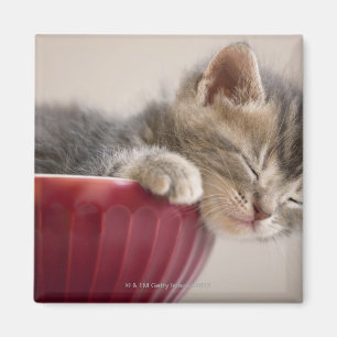 Íman Gatinho que dorme na bacia
