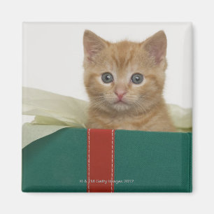 Íman Gatinho que espreita fora da caixa de presente