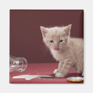Íman Gatinho que lambe o leite derramado da garrafa