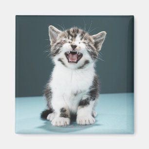 Íman Gatinho que meowing