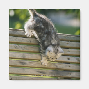 Íman Gatinho que move-se para baixo no banco
