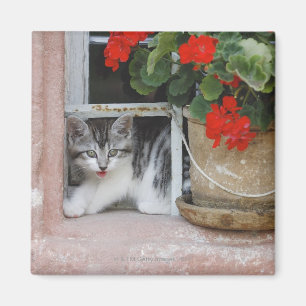 Íman Gatinho que olha para fora a janela
