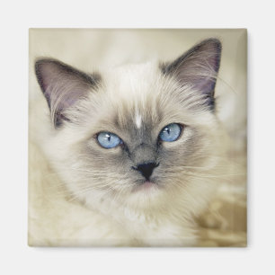 Íman gatinho Ragdoll