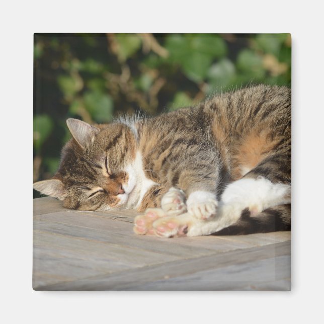 Íman Gatinho relaxado e sonolento (Frente)