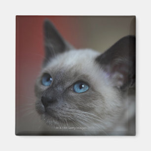 Íman Gatinho Siamese