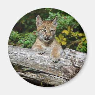 Íman Gatinho Siberian do lince