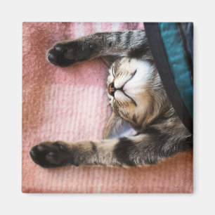 Íman Gatinho Snoozing