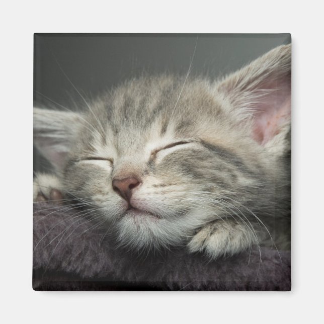 Íman Gatinho Sonolento (Frente)
