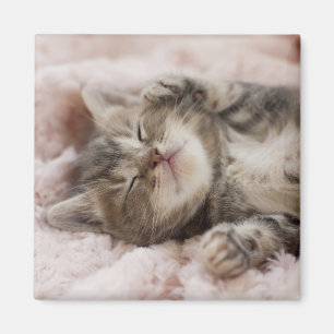 Íman Gatinho sonolento