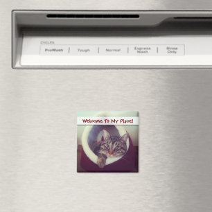 Íman Gatinho Tabby Na Fotografia De Fechamento Do Hut