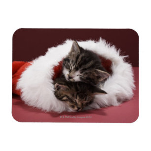 Íman Gatinhos adormecidos junto no chapéu do Natal