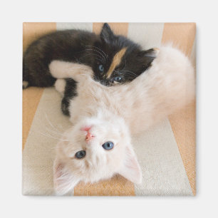 Íman Gatinhos brancos e pretos