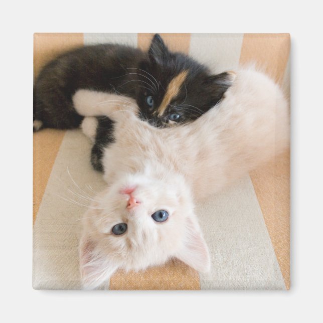 Íman Gatinhos Brancos E Pretos (Frente)