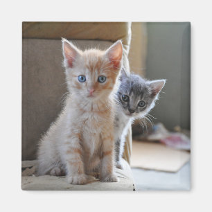 Íman Gatinhos curiosos