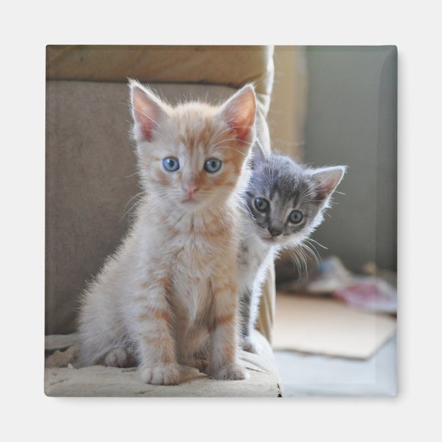 Íman Gatinhos Curiosos (Frente)