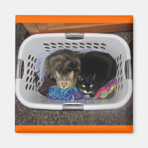 Íman Gatinhos de cesta