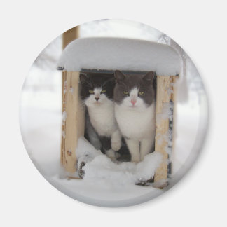 Íman Gatinhos de neve