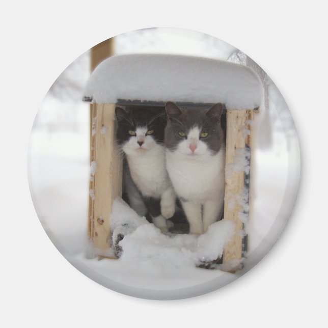 Íman Gatinhos de neve (Frente)