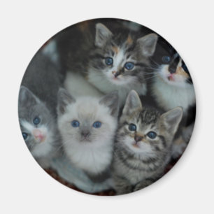 Íman Gatinhos em uma cesta