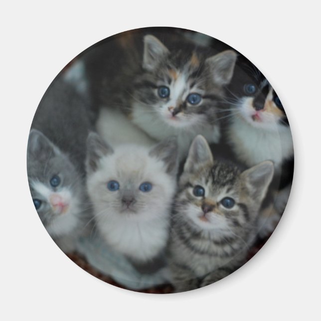 Íman Gatinhos Em Uma Cesta (Frente)