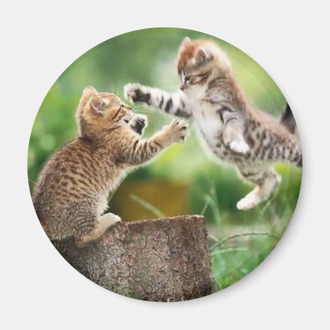 Íman Gatinhos florestais noruegueses (Frente)