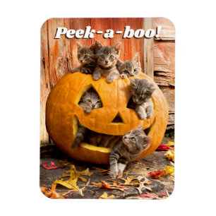 Íman Gatinhos no Jack-o-Lanterna