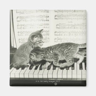 Íman Gatinhos que jogam o piano