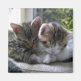 Íman Gatinhos Sonolentos