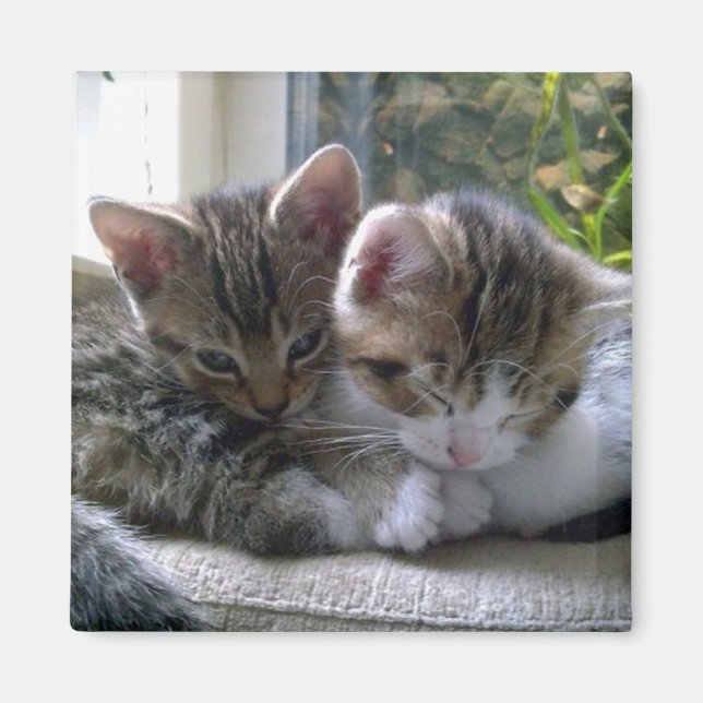 Íman Gatinhos Sonolentos (Frente)