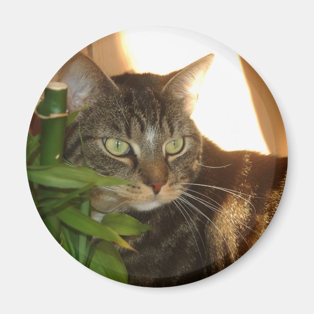 Íman Gato (Frente)