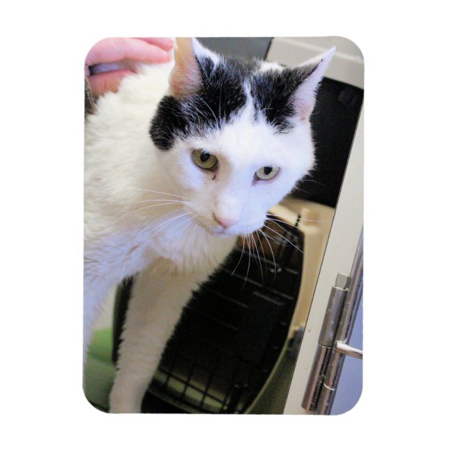 Íman Gato (Vertical)