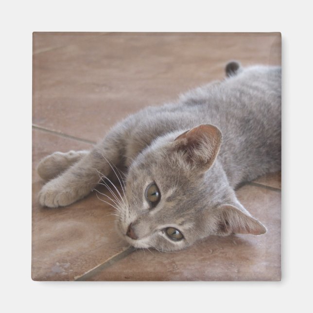 Íman Gato (Frente)