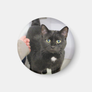 Íman Gato