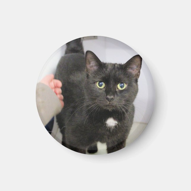 Íman Gato (Frente)