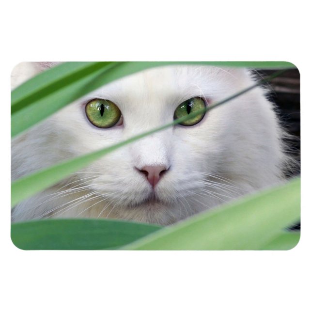 Íman Gato  (Horizontal)