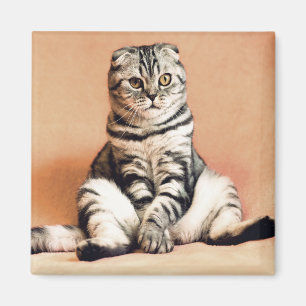 Íman Gato