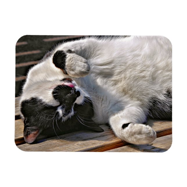 ÍMAN  GATO (Horizontal)