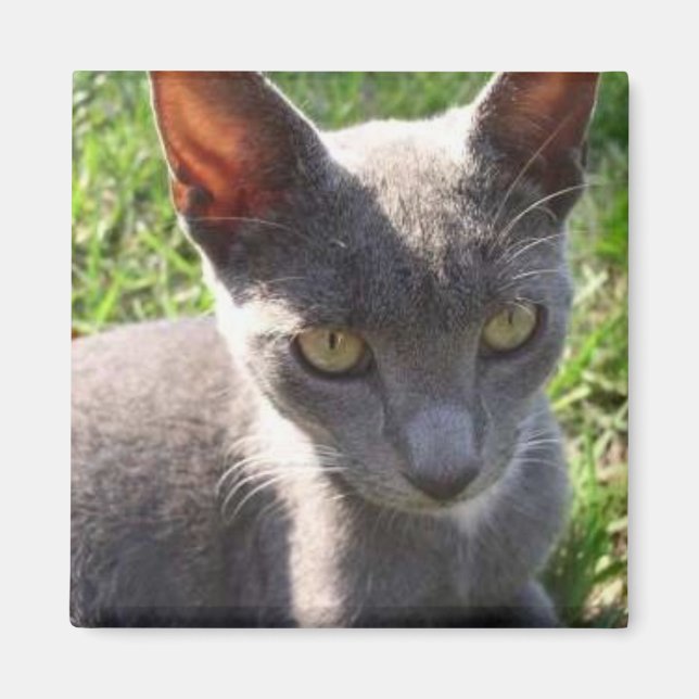 Íman Gato à luz do sol (Frente)