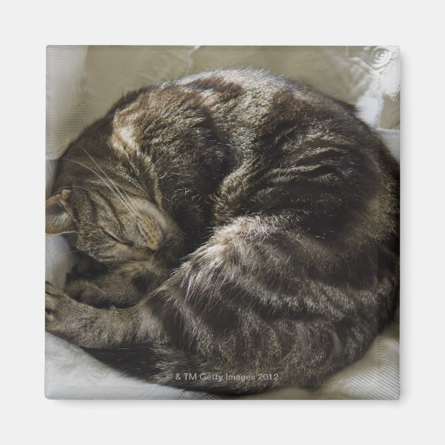 Íman Gato adormecido (Frente)