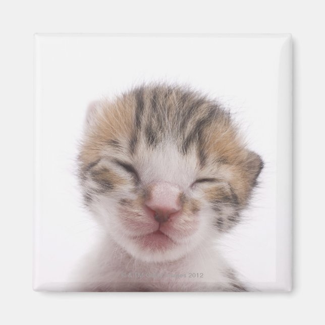 Íman Gato adormecido (Frente)