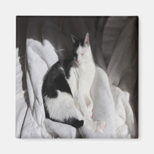 Íman Gato Adormecido Preto e Branco/Adicione a Foto do 