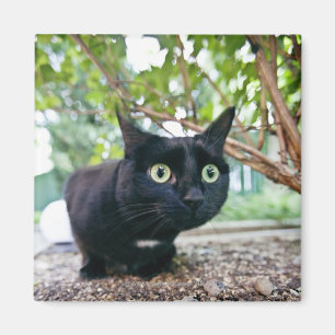 Íman gato alertado que esconde sob o arbusto
