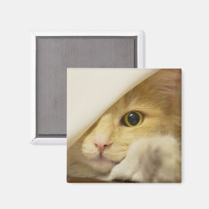 Íman Gato Amarelo De Pequim