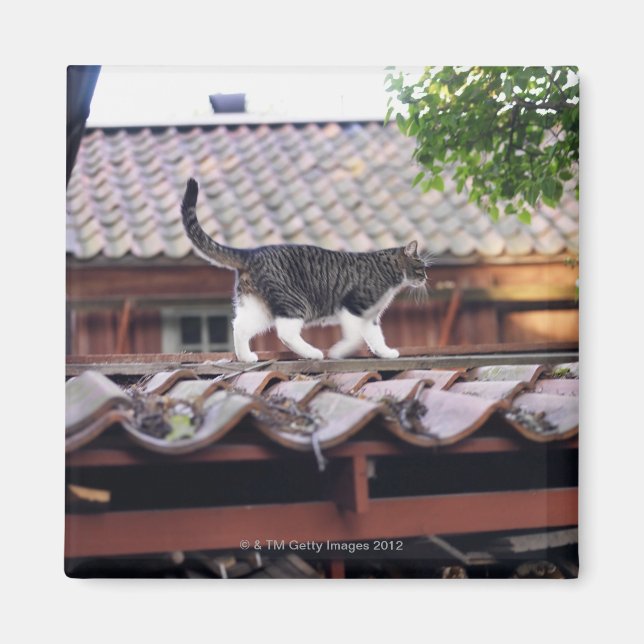 Íman Gato andando no telhado do galpão (Frente)