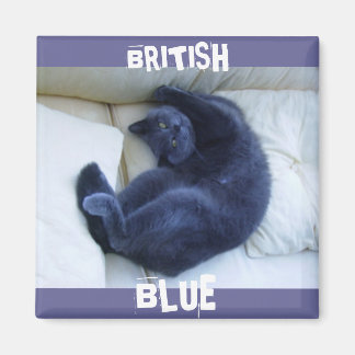 ÍMAN GATO AZUL BRITÂNICO