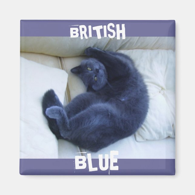 ÍMAN GATO AZUL BRITÂNICO (Frente)